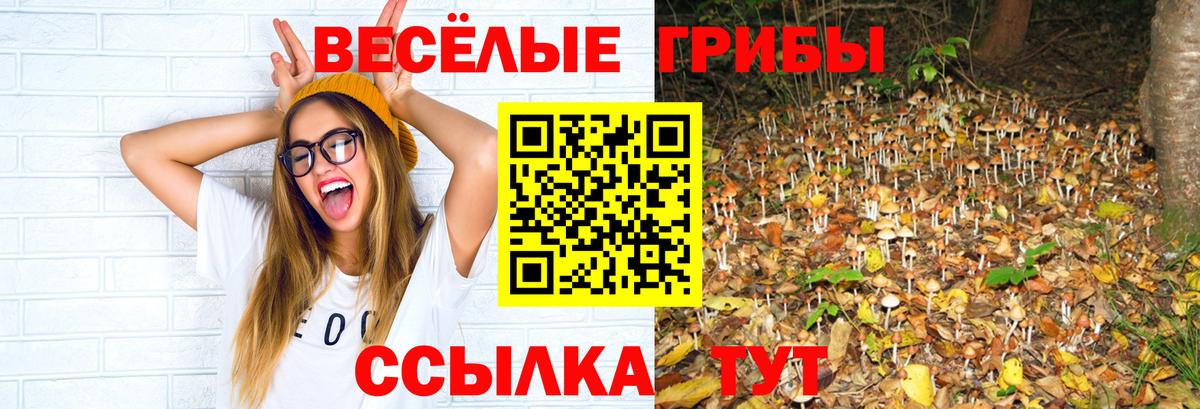 Псилоцибиновые грибы Psilocybe  Галлюциногенные грибы Psilocybe  Гатчина  Вход с VPN 